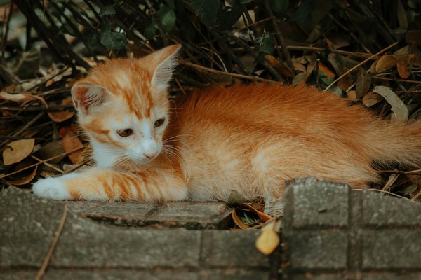 Top conseils pour sélectionner un spécialiste en nuisibles efficace