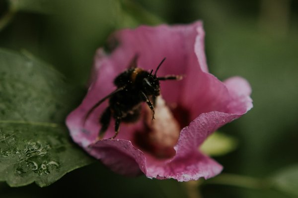 Comment les insectes pollinisateurs affectent-ils la croissance des plantes ?