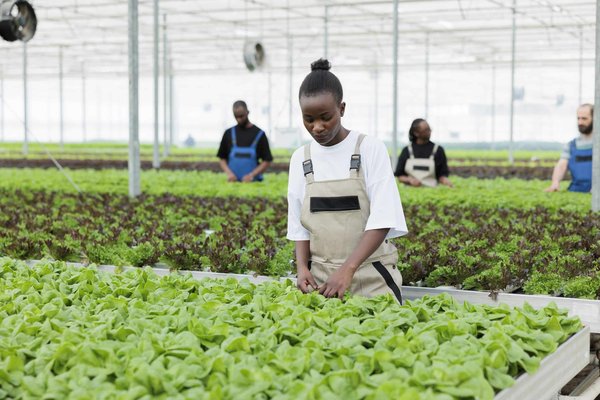 Quelles sont les espèces de serpents non venimeux adaptées comme animaux de compagnie ?